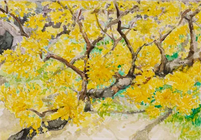 산수유 (Sansuyu Blossom)