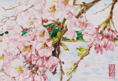 강원도 강릉 경포호 벚꽃 (Cherry Blossoms at Gyeongpo Lake, Gangneung)