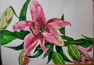 이 은지, 나리꽃, 2013